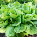Giant Leaved Hosta