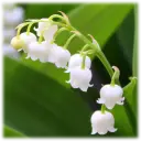 Lily Of The Valley