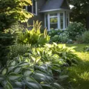 Fire and Ice Hosta