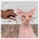 In case it's not obvious, do not do this. Minoxidil is toxic for cats.