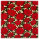 Poinsettia