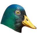 Mallard Duck