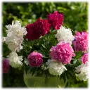 Mixed Colorful Peonies