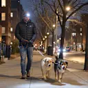 Keep your hands free for the leash on after-dark walks