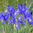 Mixed Dutch Iris