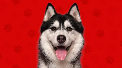 Woof-Worthy Deals