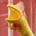 @hank_harland avatar