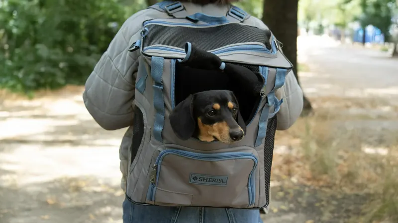 Sherpa Trek Tote Pet Backpack and Tote (Medium)