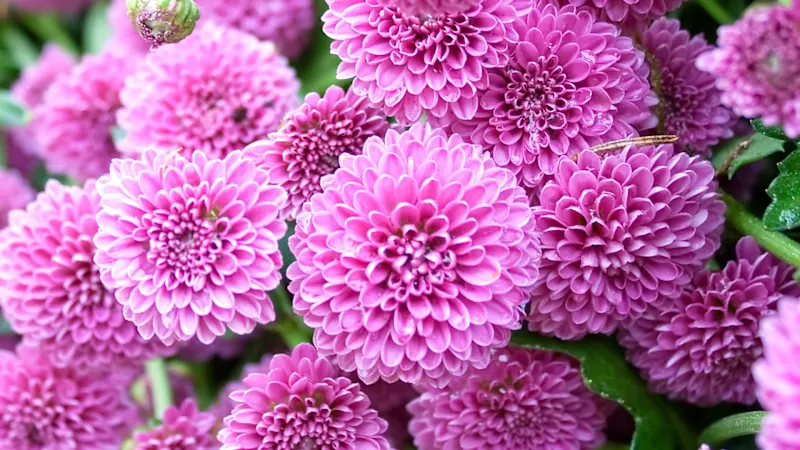 14-Pack: Touch Of ECO Lovely Lilac Dahlia Flower Bulbs