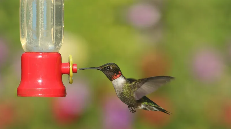2-Pack: Touch Of ECO Hummingbird Feeder