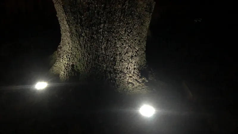 6-Pack: In-Ground Solar Pathway Lights with Bright LEDs