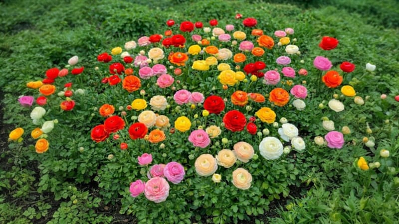 The Double Bloom Persian Buttercup Bulbs