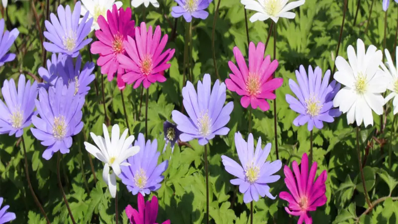 30-Pack: Touch Of ECO Anemone Blanda or Fragrant Freesia Colorful Flower Bulbs