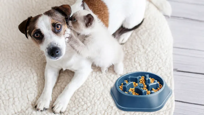 2-Pack: Titan Dog Food & Treats Bowl