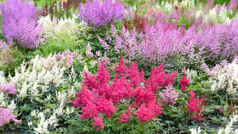6-Pack: Touch Of ECO Giant Flower Bulbs