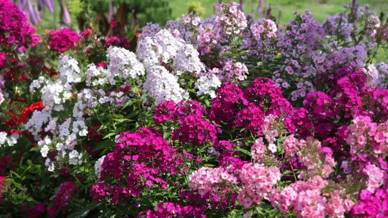 The Bare Root Multicolor Phlox