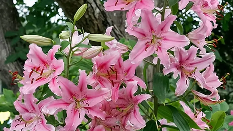 12-Pack: Touch Of ECO Flower Bulbs