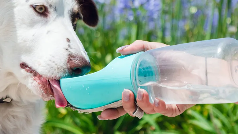 Titan Portable Pet Water Bottle Dispenser