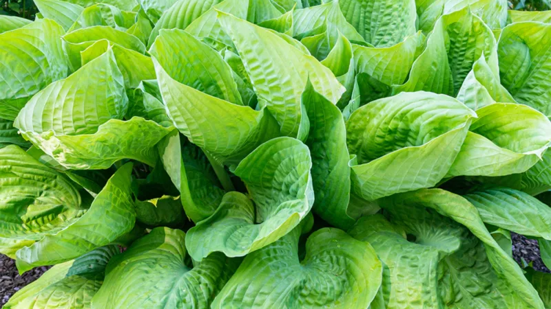 3-Pack: Touch Of ECO Hosta Plant Bare Roots