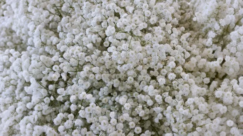The Snowy White Baby's Breath Bulbs