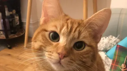 Cat zoom