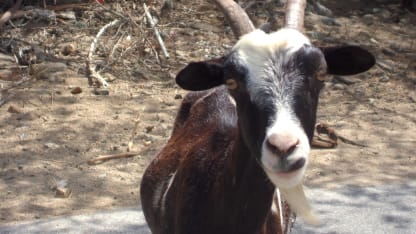 Only Goat Related Items.