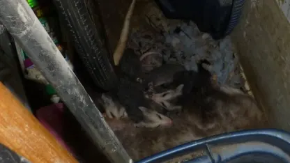 Babies! Possum followup