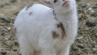 The Goats of Christmas Present (December 2021 Scapegoat Blame Thread)