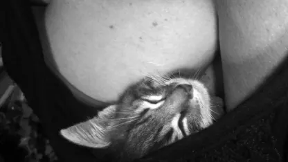 The elusive BOOBCAT