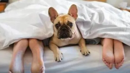 Pets in bed?
