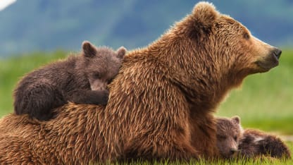 Da bears are back!
