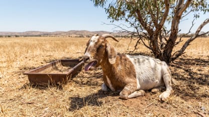 On the Goat Again (May 2026 Scapegoat Blame Thread)