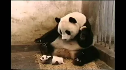 It's National Panda Day: Pandas messing with a zookeeper