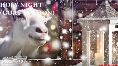 Goats Singing Christmas Carols (Holy Night)