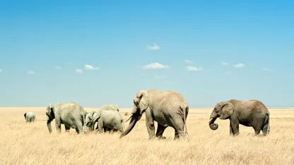 Wildlife