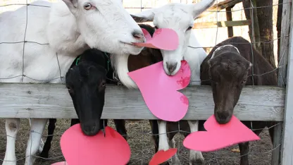 February (Valentine's) Goat Nominations