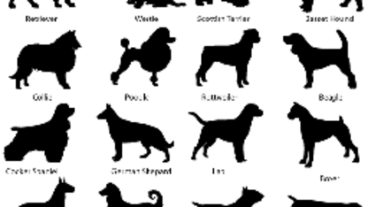 Your favorite dogs are...