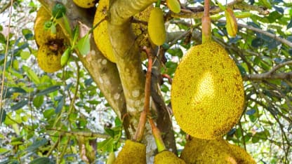 Fruit Tree of the Day: Jakfruit
