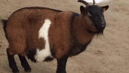Don't rock the Goat (July 2022 Scapegoat Blame Thread)