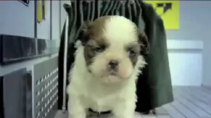 Fuzzy Cuteness