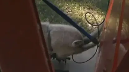 Chase the goat away