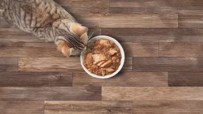 16-Pack: Solid Gold Grain Free Canned Cat Food (6Oz)