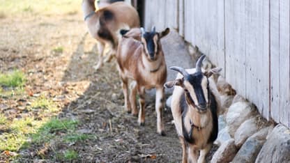 Holiday Goat (December 2022 goat nominations)