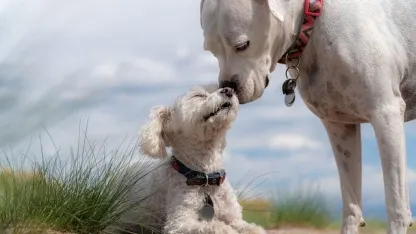 Small dogs or giant dogs? (Tell us your favorite breed in the comments)