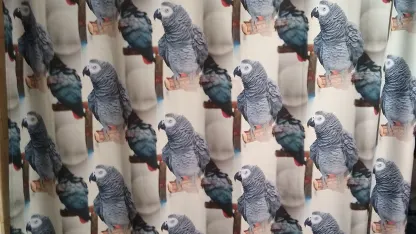 I know we shouldn't have gotten Walter (our 25 year old African Grey parrot) his own credit card