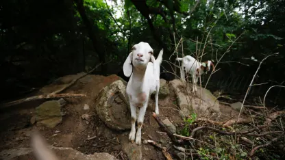 This week in goat news