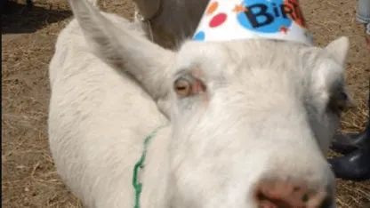 Totes May Goats (May 2021 Scapegoat Blame Thread)