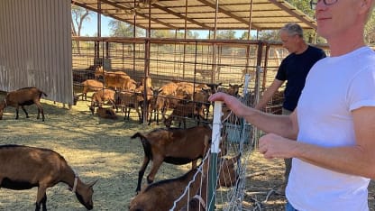 2020 Dec. Goat Daily Rant 08