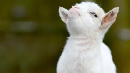 From Reddit - Goats