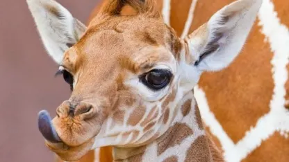 Giraffe Cam